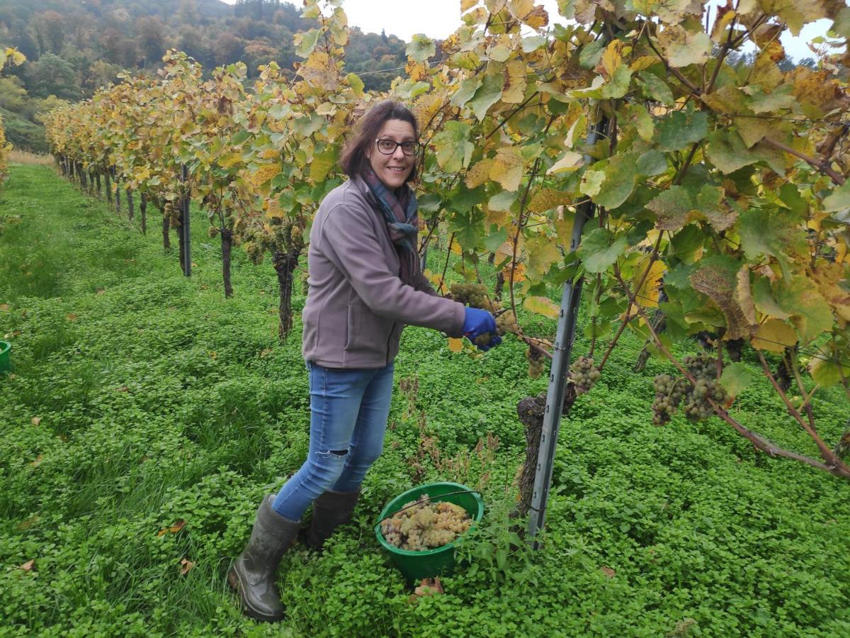 Appartamento Weingut & Strausswirtschaft Vogel Vogtsburg Esterno foto
